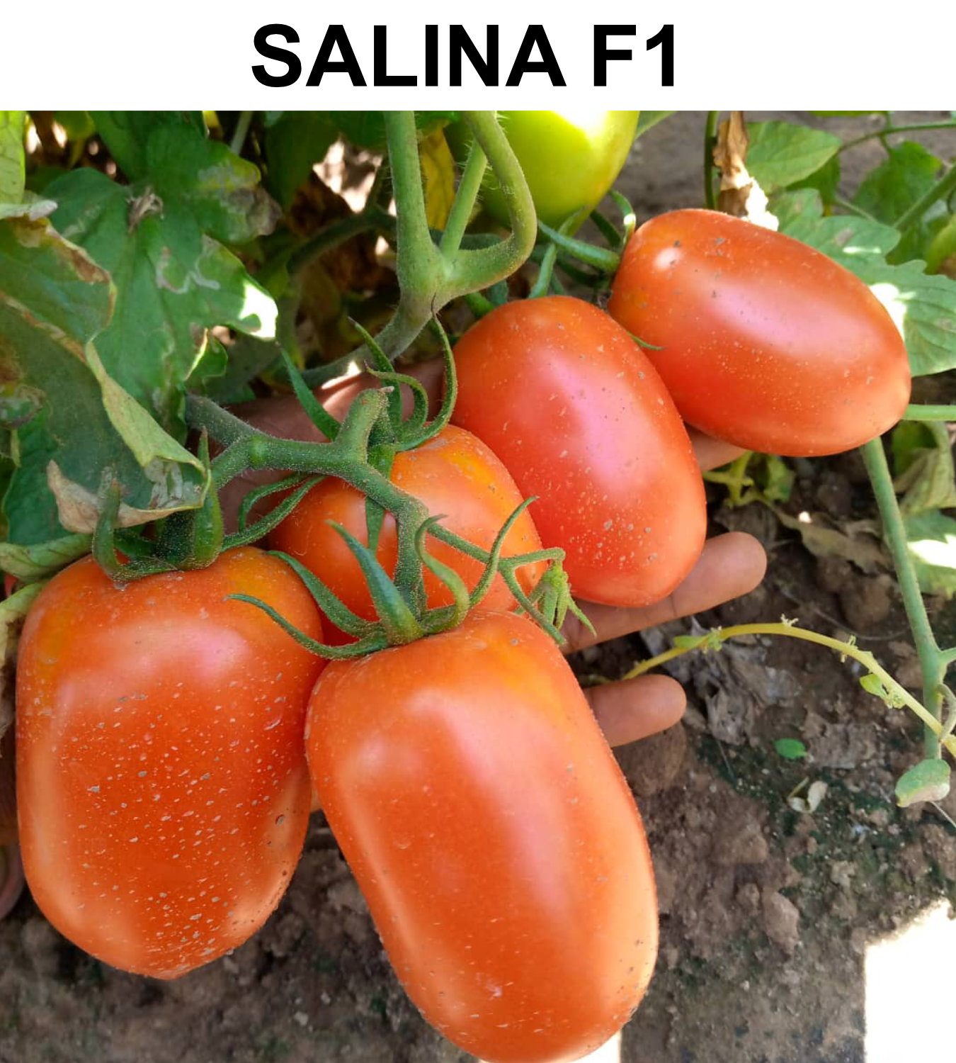 salina F1