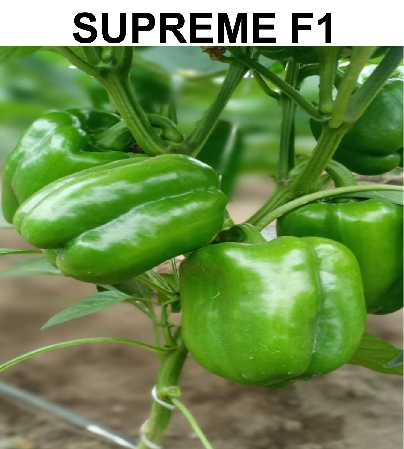 SUPREME F1