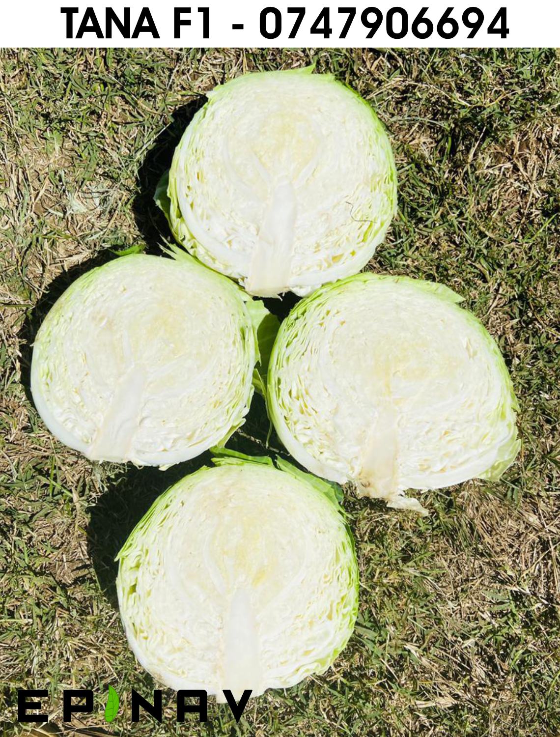 The new Hybrid Cabbage Seeds TANA F1 