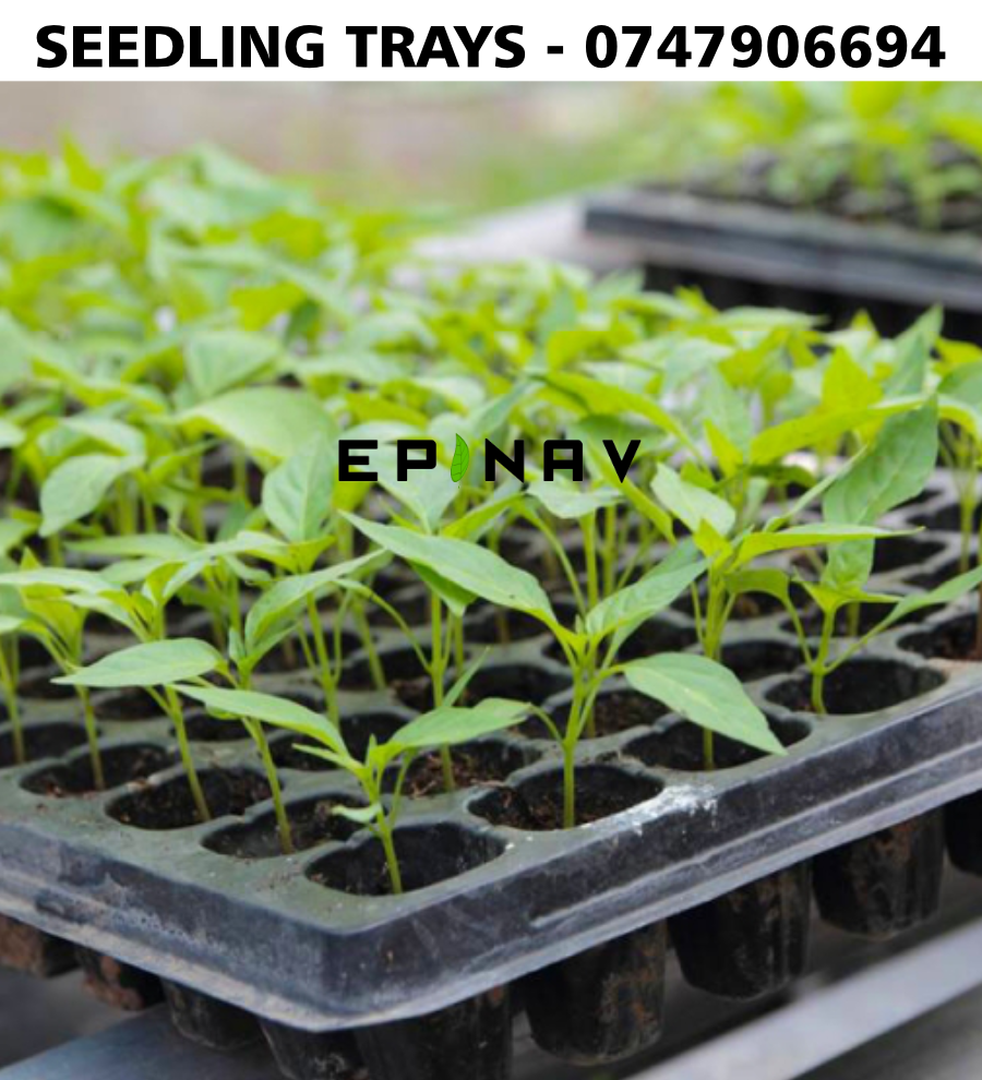 trays