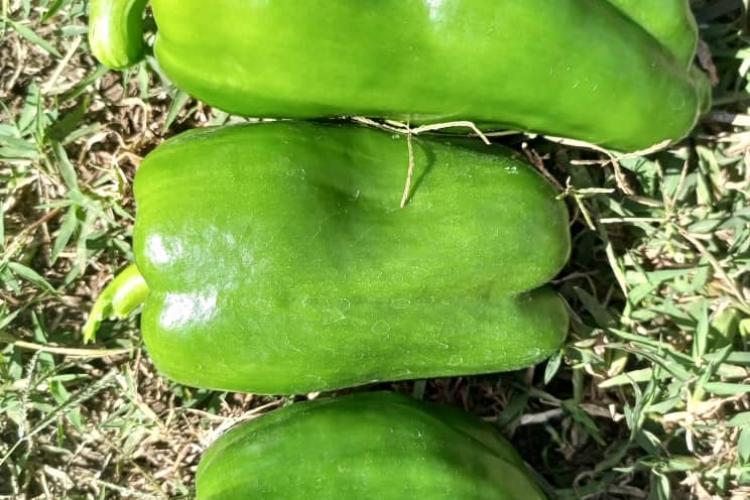 A new sweet pepper seed variety GAMBIA F1 from Epinav