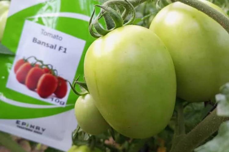Tomato seeds BANSAL FI 