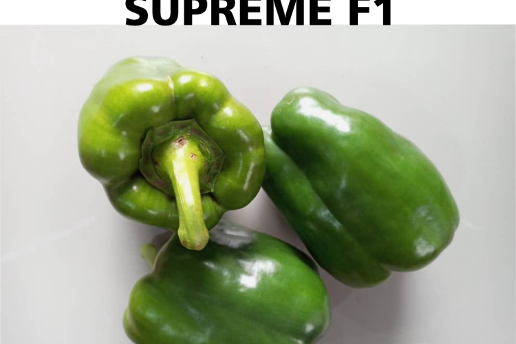 SUPREME