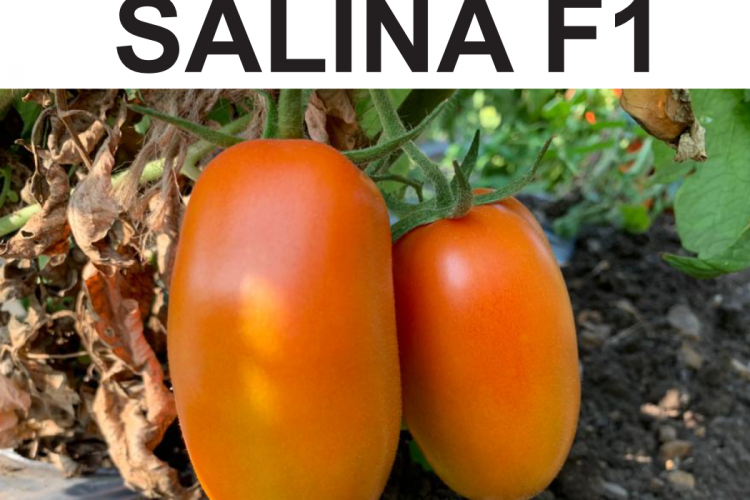 SALINA F1