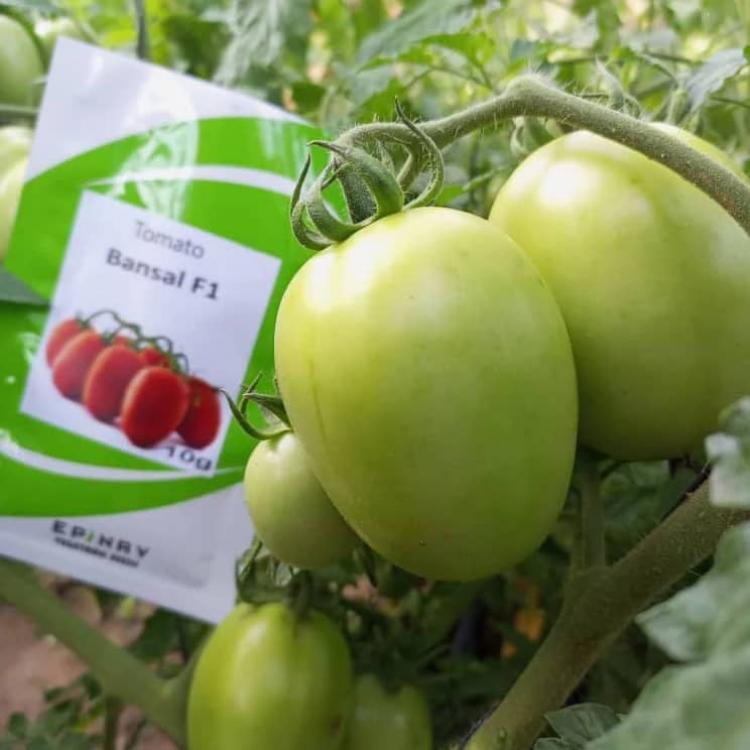 Tomato seeds BANSAL FI 