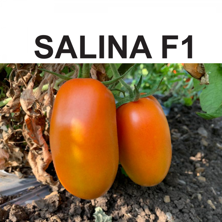 SALINA F1