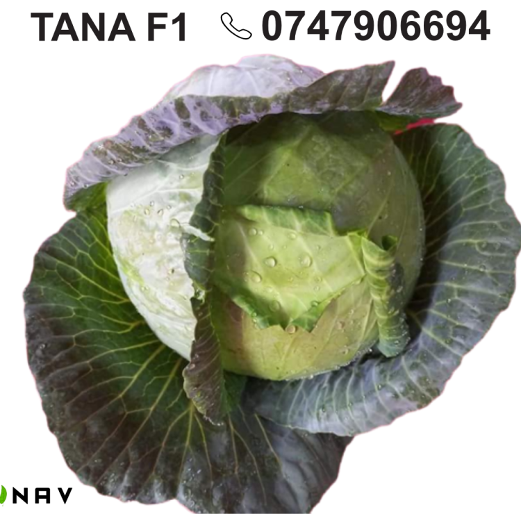 TANA F1